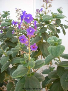 Tibouchina heteromalla - blossom
